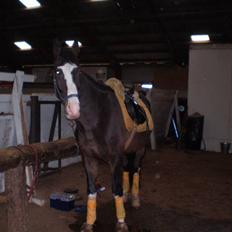 Anden særlig race Lindholms AgentSOLGT :'(