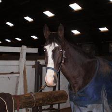 Anden særlig race Lindholms AgentSOLGT :'(