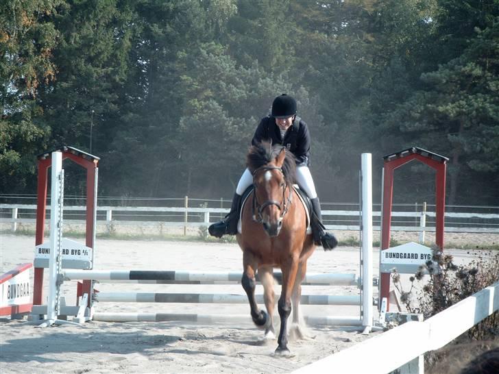 Anden særlig race Shadow billede 6