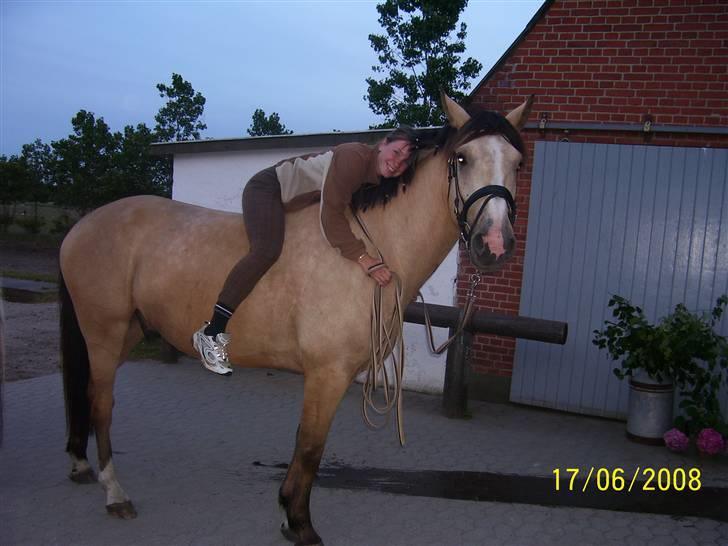 Palomino toffee  billede 9