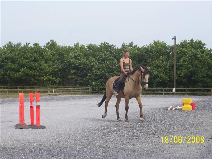 Palomino toffee  billede 10