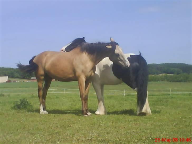 Palomino toffee  billede 15