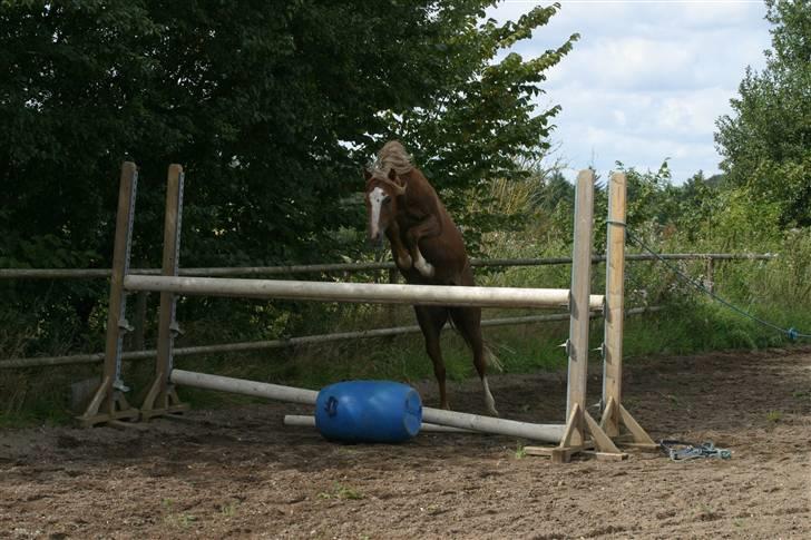 Welsh Pony (sec B) Bjerregårds Xenox  - Xenox der løsspringer :) billede 7