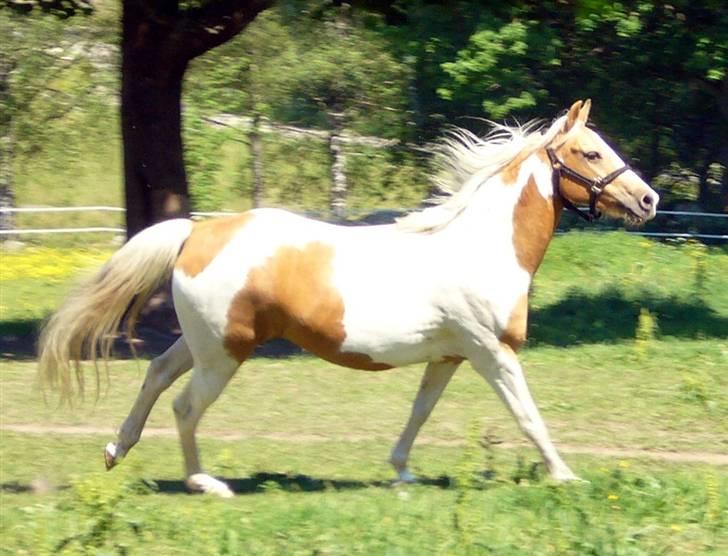 Paint Golden Miss Blue Velvet billede 12