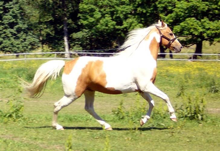Paint Golden Miss Blue Velvet billede 13