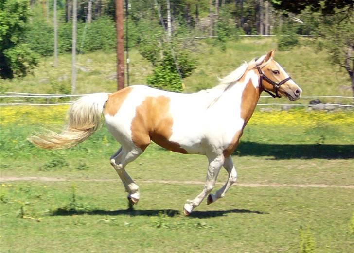 Paint Golden Miss Blue Velvet billede 14