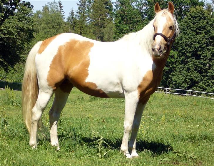 Paint Golden Miss Blue Velvet billede 15
