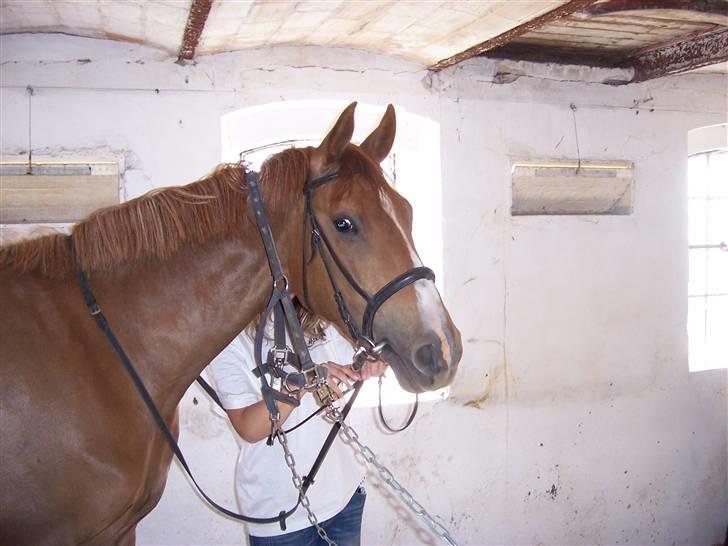 Dansk Varmblod playboy blitz  R.I.P billede 2