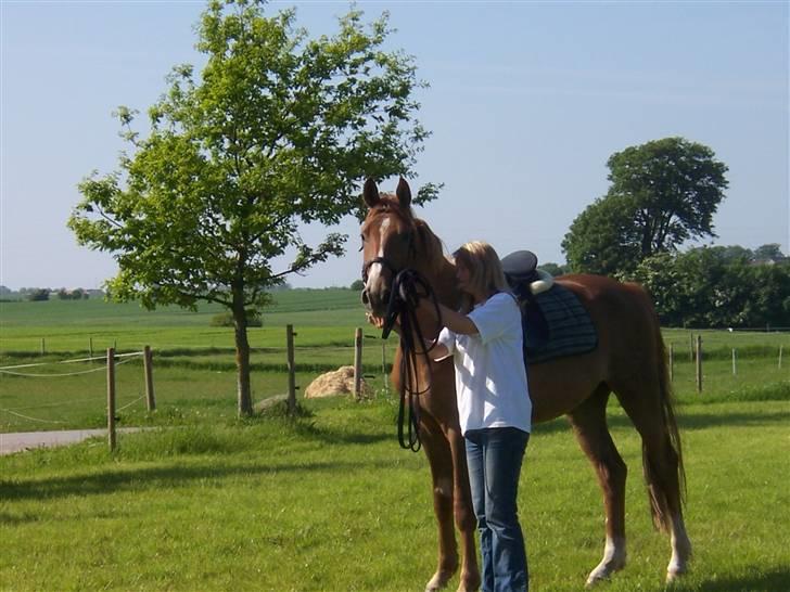 Dansk Varmblod playboy blitz  R.I.P - det var da jeg starte med playboy da han skulle rides til.  billede 3