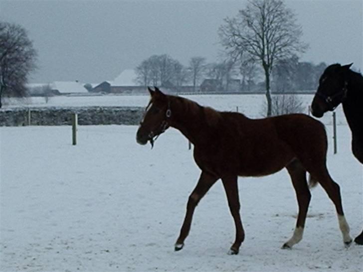 Dansk Varmblod playboy blitz  R.I.P - det var da playboy var lille billede 4