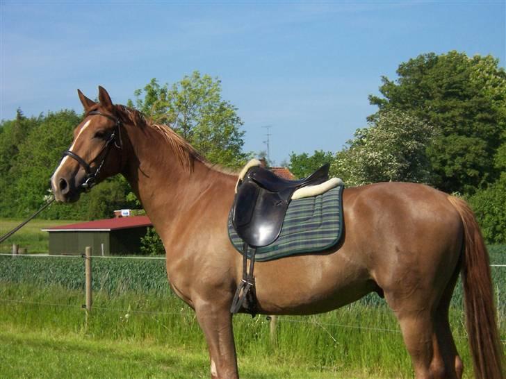 Dansk Varmblod playboy blitz  R.I.P - os da jeg var igang med ham billede 5