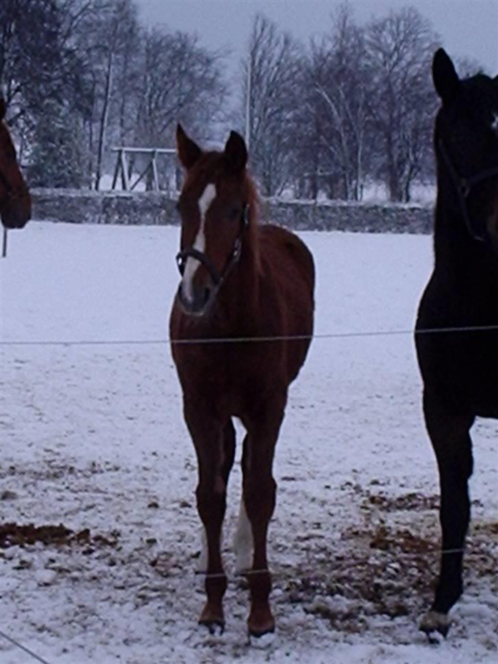 Dansk Varmblod playboy blitz  R.I.P - søde playboy billede 6