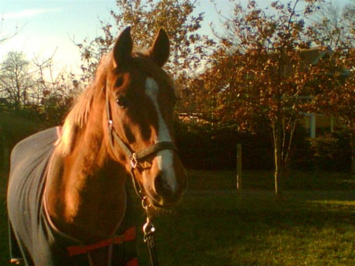 Dansk Varmblod playboy blitz  R.I.P - da playboy var 2 år billede 8