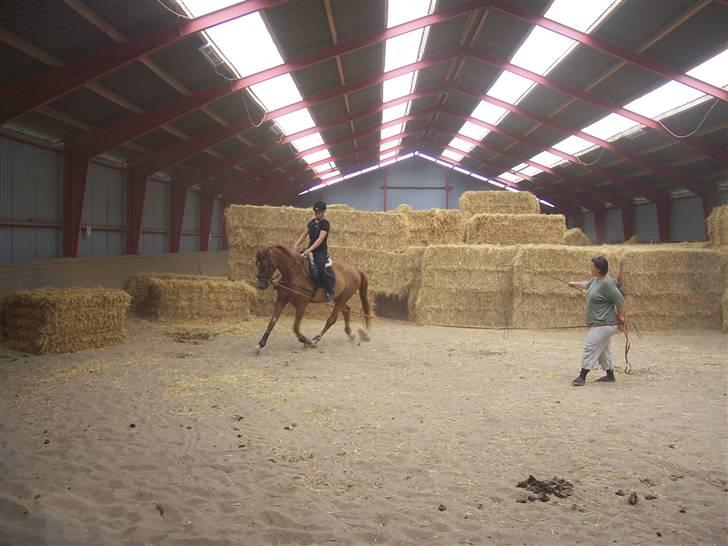 Dansk Varmblod playboy blitz  R.I.P - da marie var igang med og ride ham til for mig billede 9