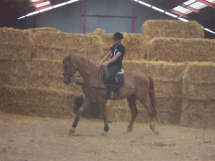 Dansk Varmblod playboy blitz  R.I.P - også marie som er igang med ham billede 10