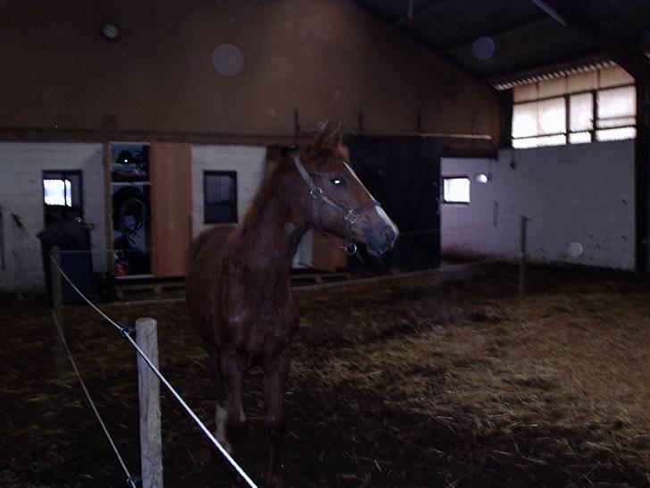 Dansk Varmblod playboy blitz  R.I.P - playboy som føl billede 11