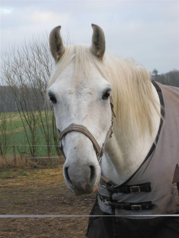 Shagya Araber (SH) Azeem mellemgård billede 1