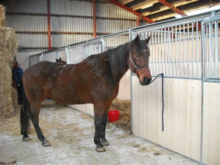 Traver Dot Salar(Doggi)solgt - Sådan ser han ud med vinterpels og ikke striglet:-) billede 6