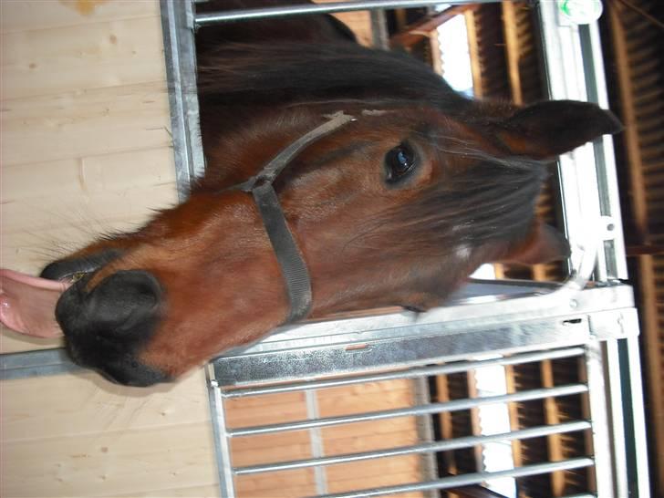 Traver Dot Salar(Doggi)solgt - Nu er munden altså tom!!!!!!!!!!!!!!!!!!!!!!!!!!!! billede 7