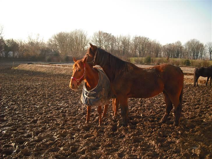 Traver Dot Salar(Doggi)solgt - Doggi´s kæreste på marken. (Miss shadow). billede 8
