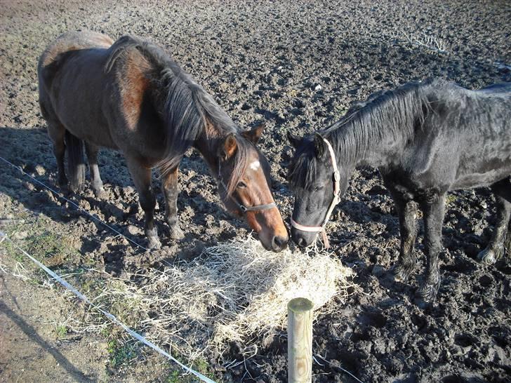 Traver Dot Salar(Doggi)solgt - Ny hest på marken, spændende...... billede 9