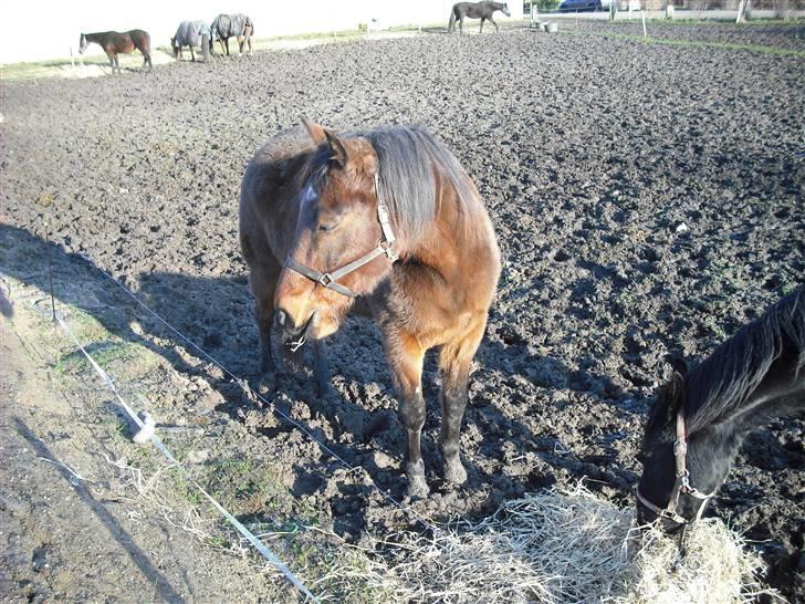 Traver Dot Salar(Doggi)solgt - Hvad laver de der henne?? billede 10