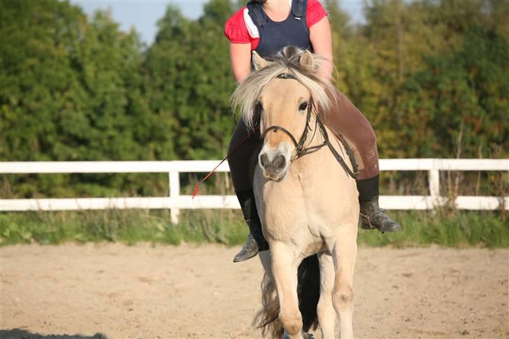 Fjordhest Kvint Frølunde <3 - Tak til Sofie L. krog for det gode billede :) Billede taget lidt efter sommerferien 08 billede 5