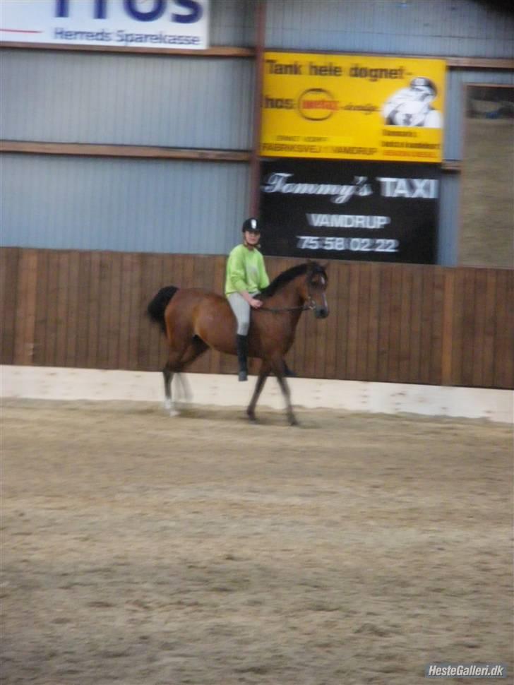 Anden særlig race Topaze's Almira Dream<3 - Min sidste tur på mit kæreste eje. Inden låner henter hende <3 billede 15