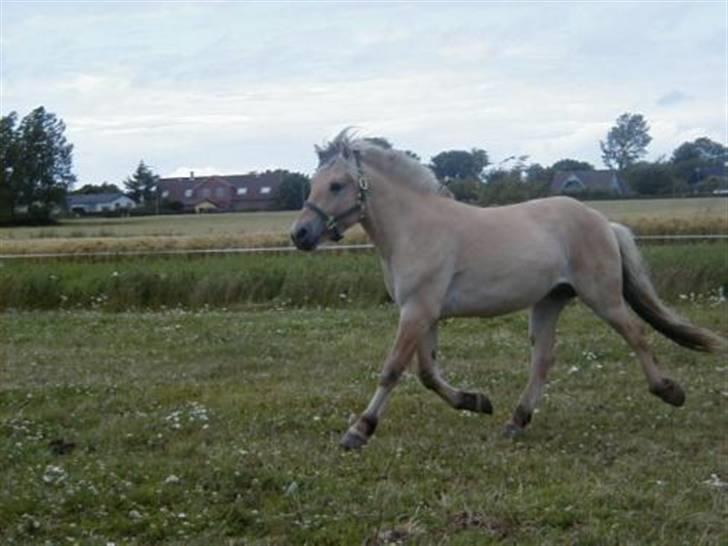 Fjordhest Kvint Frølunde <3 - Weeee plag,     her kommer jeg!!!!!! billede 7