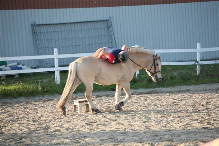 Fjordhest Kvint Frølunde <3 - op på hesten,     Tak til Sofie L. krog for det gode billede :)       Billede taget lidt efter sommerferien 08 billede 9