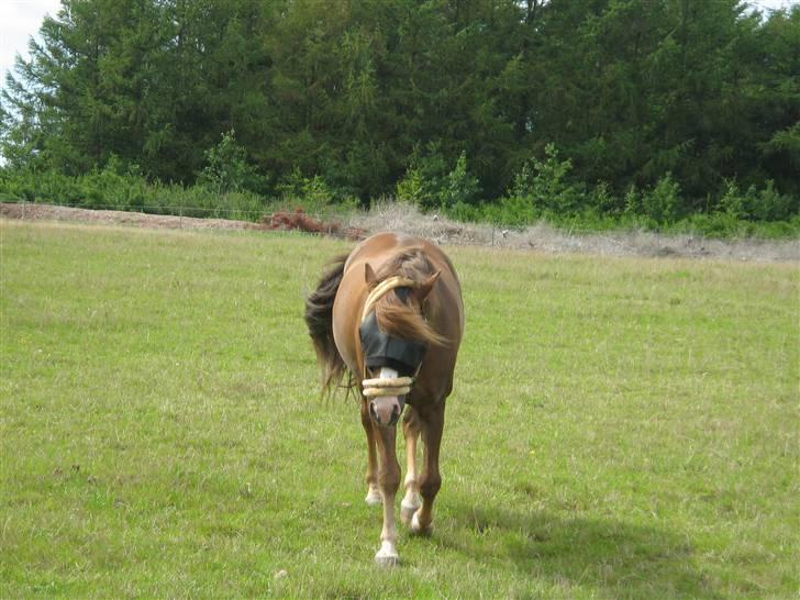 New Forest Blåbærhegnets Tatoo R.I.P billede 20