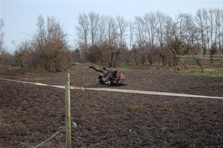 Welsh Cob (sec D) keilkær Agni - uf dejligt at komme på fold...rul rul  billede 15