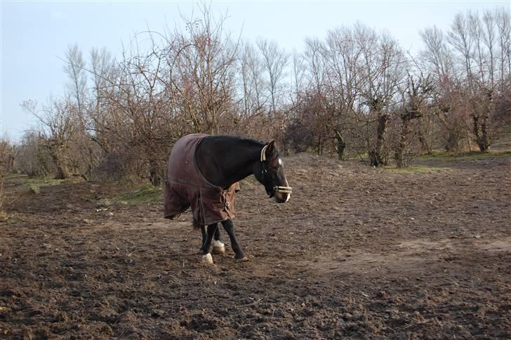 Welsh Cob (sec D) keilkær Agni - oppe igen skal lige finde balancen igen.. billede 17