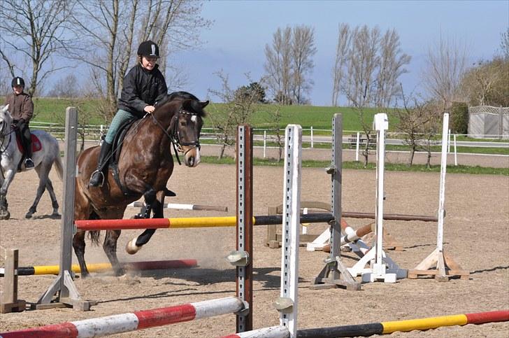 Welsh Cob (sec D) keilkær Agni billede 18