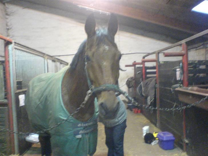 Anden særlig race Ramses Aflivet :'( - Smukke Ramses<3 efter vi havde været ude og ride billede 14