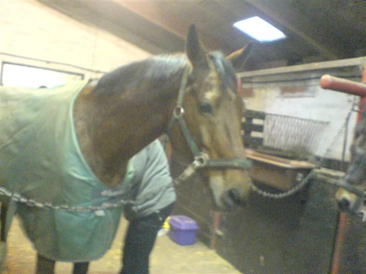 Anden særlig race Ramses Aflivet :'( - Jaa her er han igen:D billede 15