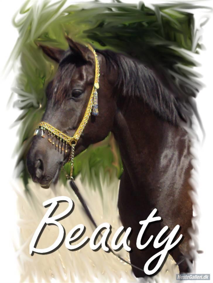 Sportsaraber (A) Beauty - Beauty som rigtig tror han er en hingst.  billede 1