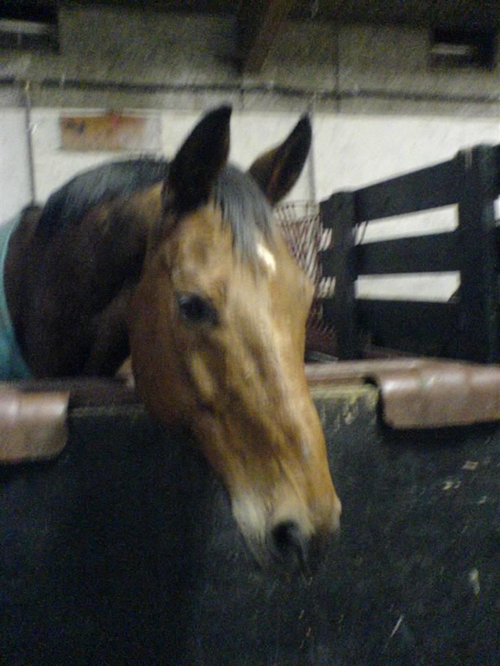 Anden særlig race Ramses Aflivet :'( - Jaa du er dejlig<3 billede 16