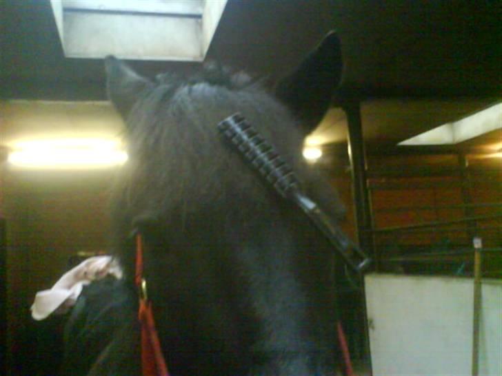 Anden særlig race Beauty - Jeg redder mit smukke hår billede 2