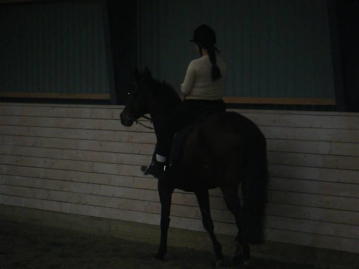 Anden særlig race Sheza - Leveret tilbage   billede 7