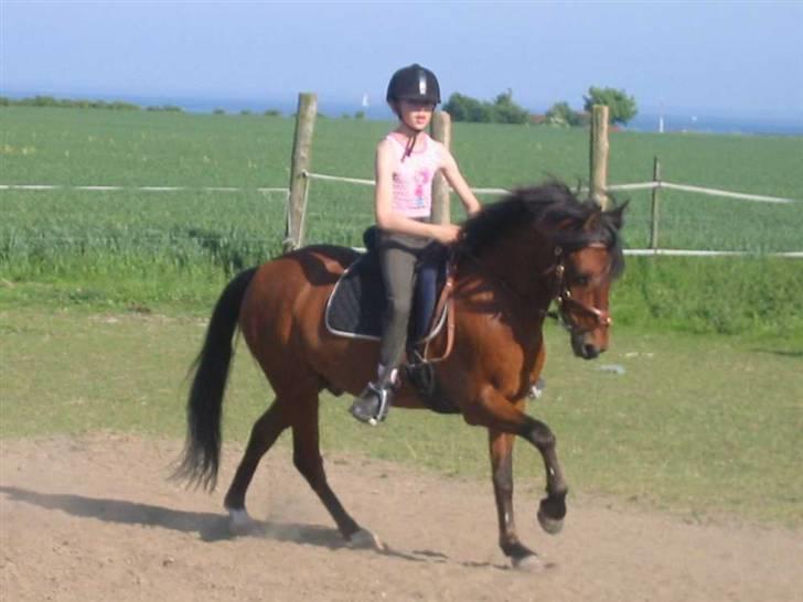 DSP Snit A-pony - Sintte rider lidt dressur der hjemme. billede 19