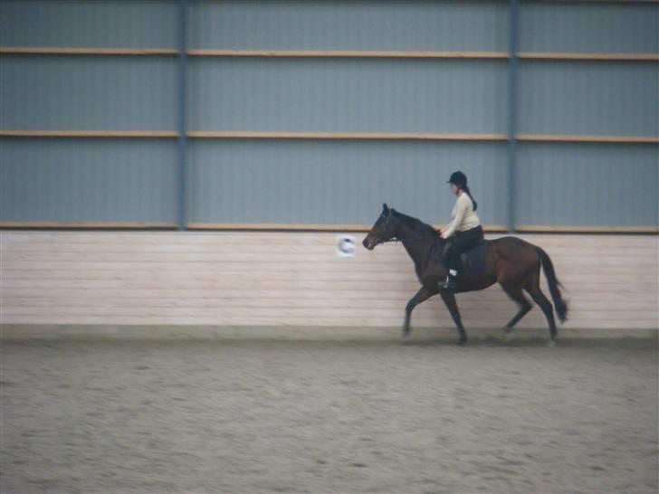 Anden særlig race Sheza - Leveret tilbage   - Vi tar det bare stille og roligt :o) Første tur det nye sted...  billede 9
