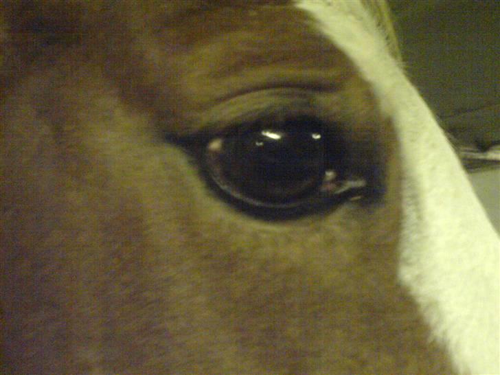 Welsh Pony (sec B) Horatio Aka Missy (solgt) - Hendes rolige øjne..  billede 2