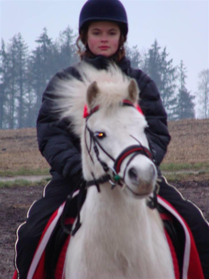 Welsh Mountain (sec A) Mikkel +R.I.P+ - i,m red horses  billede 10