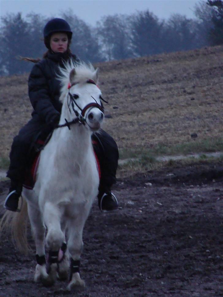 Welsh Mountain (sec A) Mikkel +R.I.P+ - jeg er total frisk klar til at bukke med min ejer  billede 11