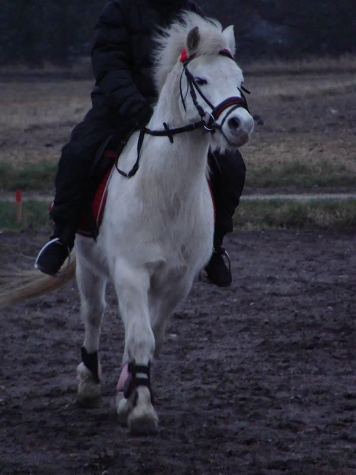 Welsh Mountain (sec A) Mikkel +R.I.P+ - er lidt tradt så må nok heller slutte min ridetime  billede 12