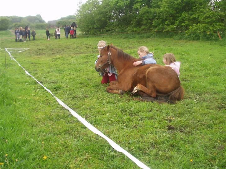 Anden særlig race Silas - Der er hvis nogen der ligger ved Silas.. Foto Klubben billede 3