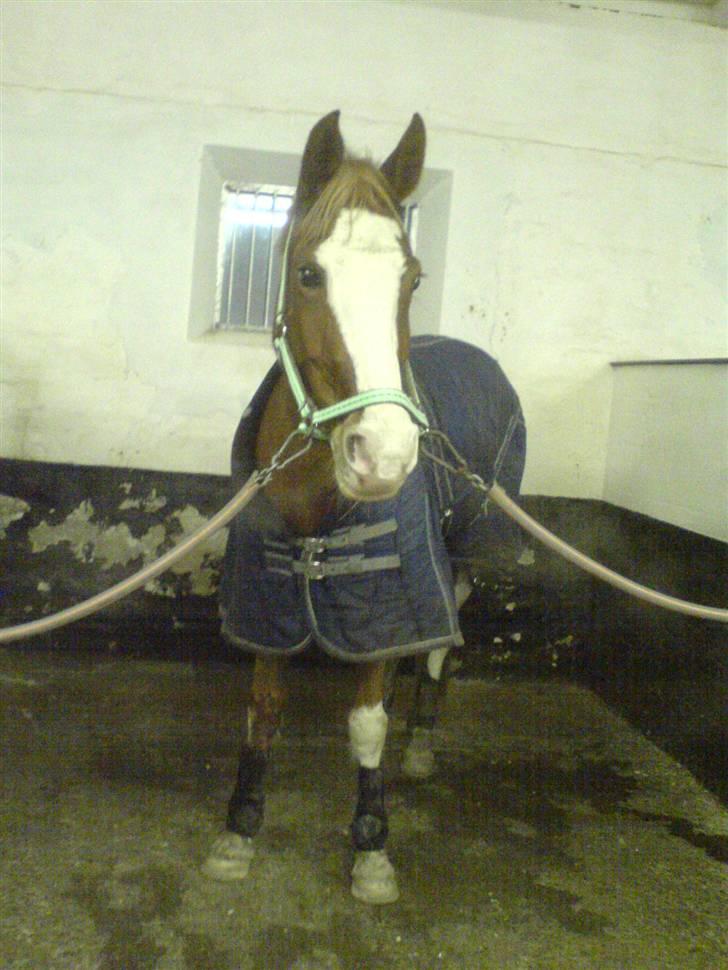 Welsh Pony (sec B) Horatio Aka Missy (solgt) - hos Jennifer billede 3