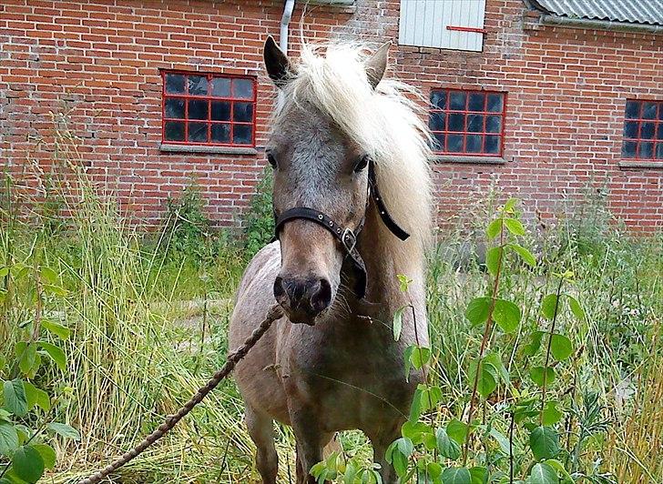 Anden særlig race Figaro - Sommeren 2009 :-). billede 10