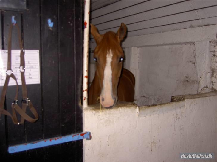 Tysk Sportspony Poersy Pay Aflivet :'( - poersy pay i sin gamle boks<3 billede 15